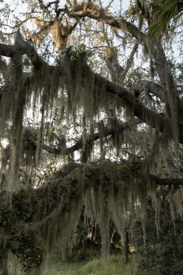 Spanish moss hanging from an oak