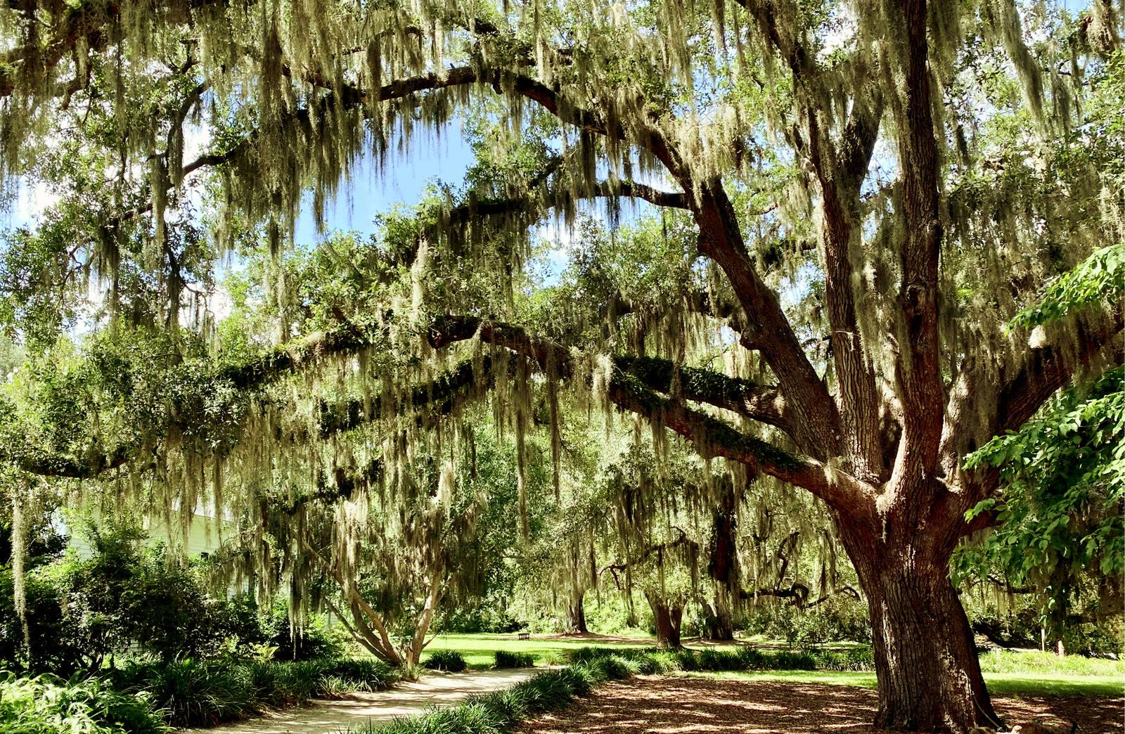 A live oak hung with Spanish moss over a garden path