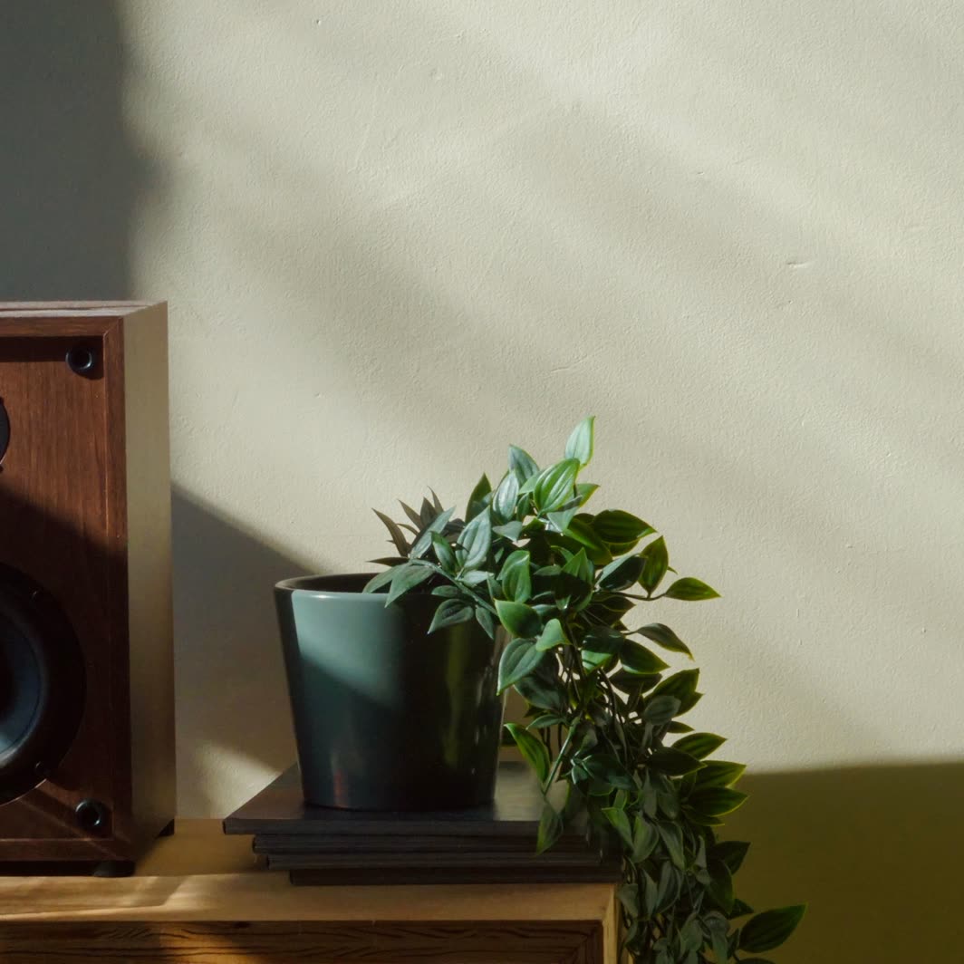 A walnut bookshelf speaker beside a potted plant in afternoon light