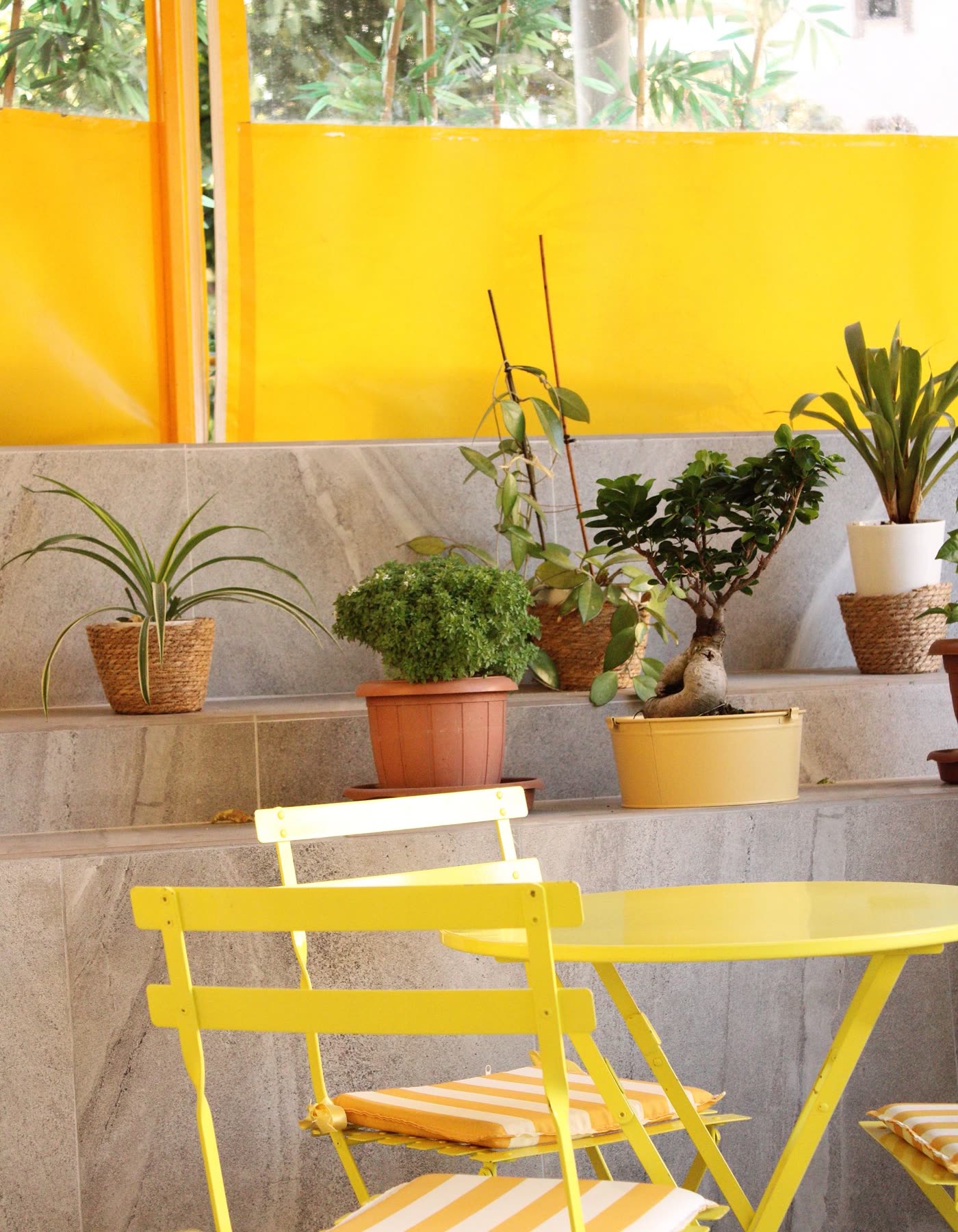 Yellow folding chairs and potted plants in front of a yellow canvas screen