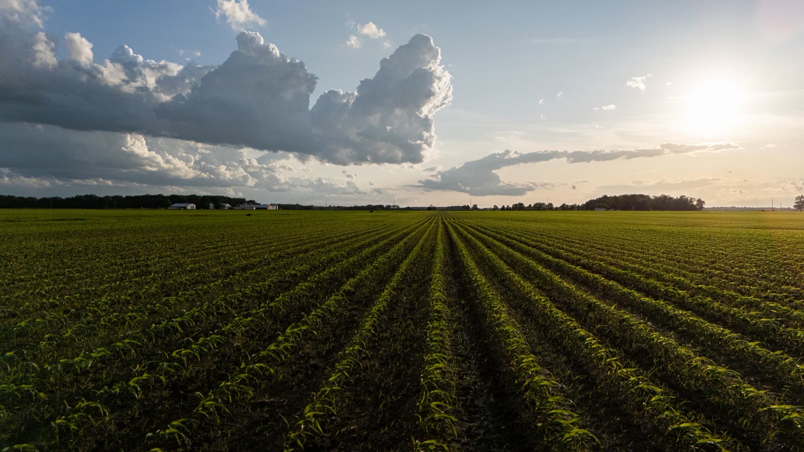 Holloway Family Farms, Rockdale, Texas