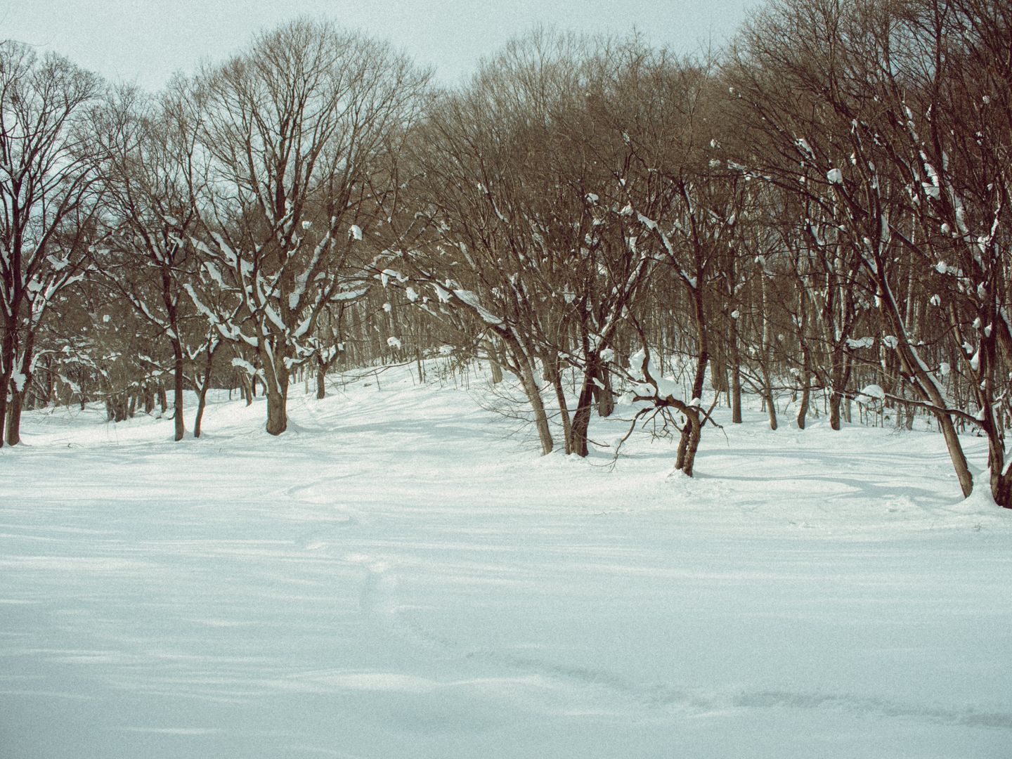 雪をかぶった木々が続く冬の森