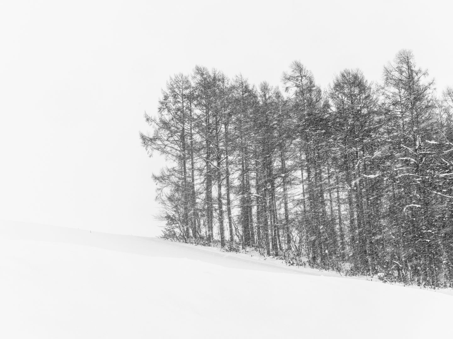 木のない雪の斜面と、遠くの林