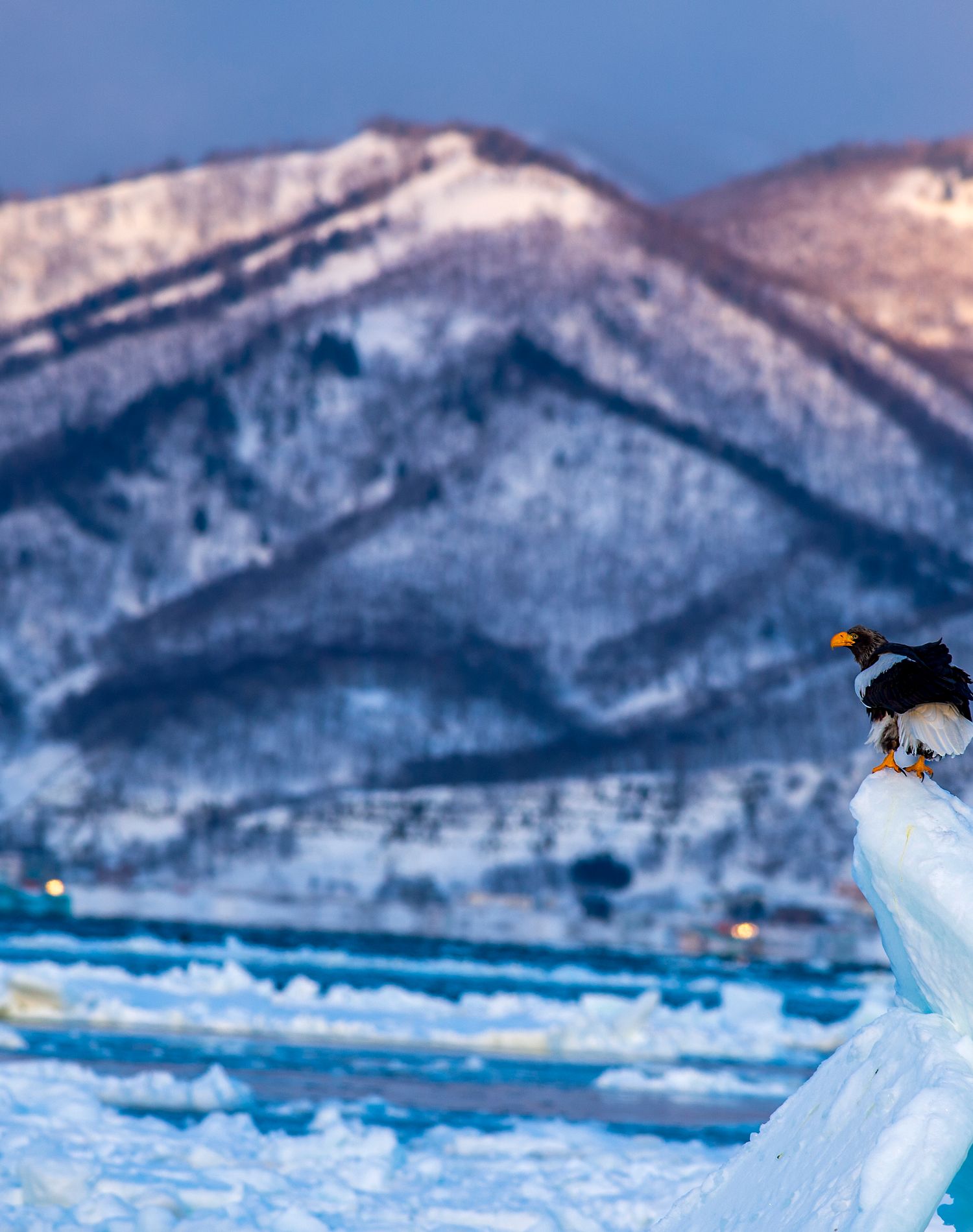 流氷の上にとまる大きな海鳥と、奥の雪山