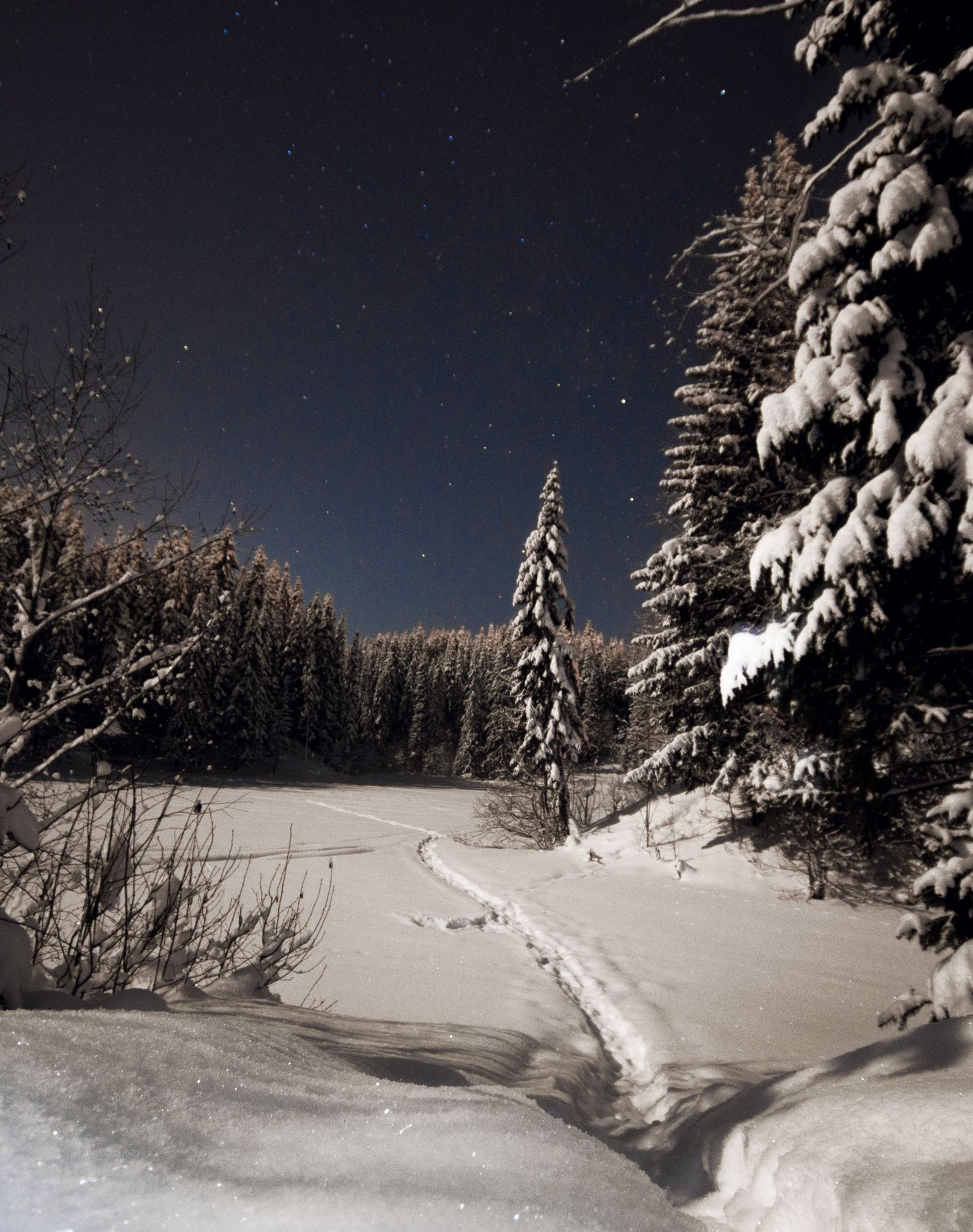 雪をかぶった木立の上に広がる星空
