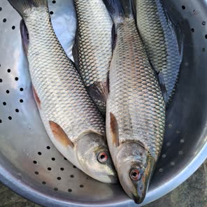 ざるに並べた小魚