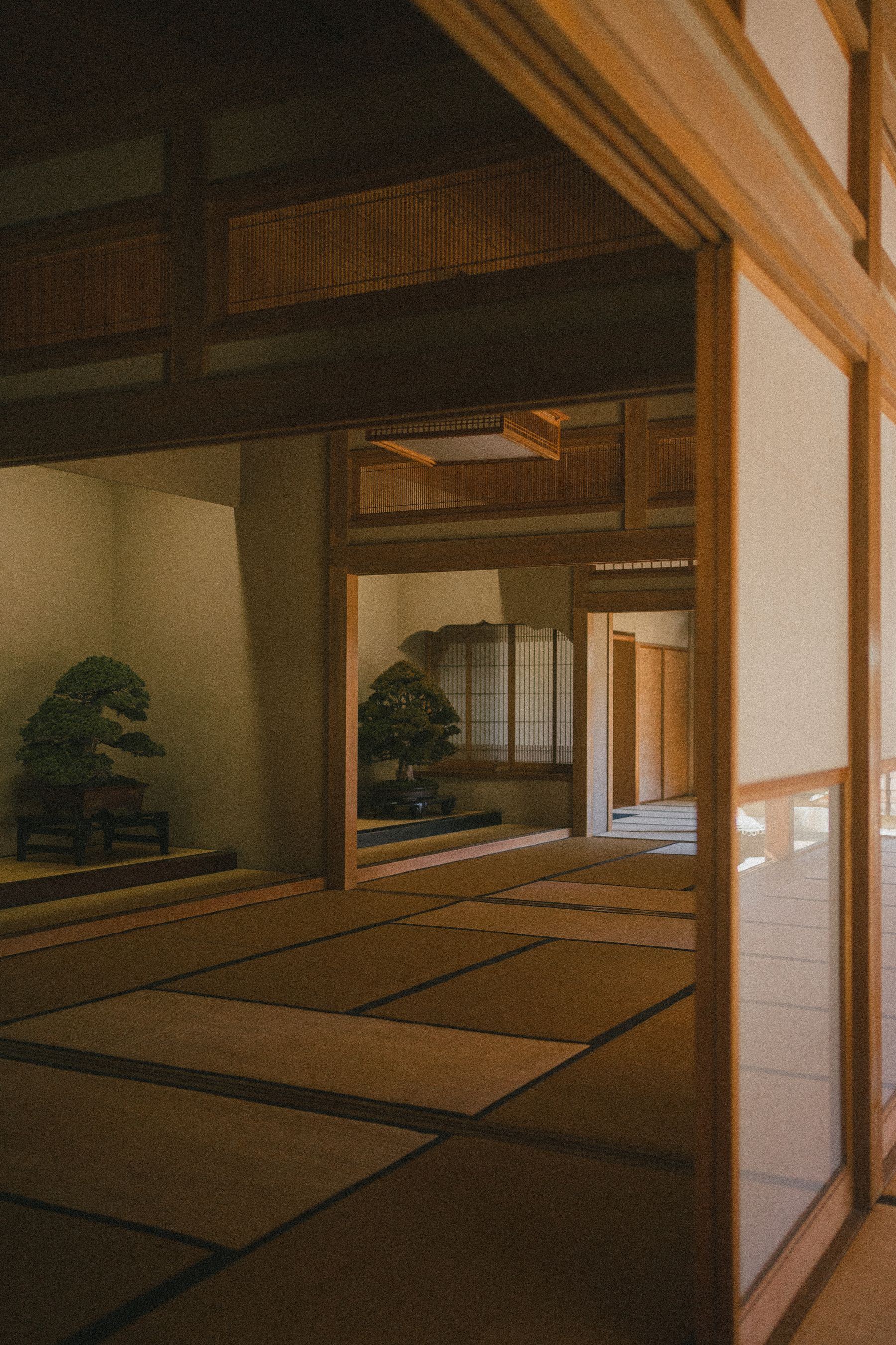 木で仕上げた畳の部屋に外の光が入っている