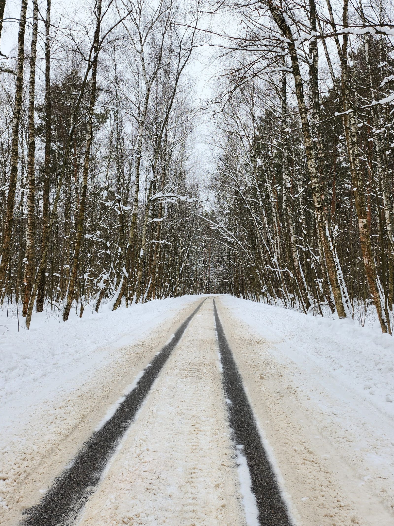 雪の積もった林の道に残ったわだち