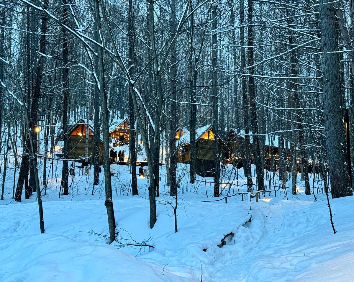 白樺の林に並ぶ木の小屋