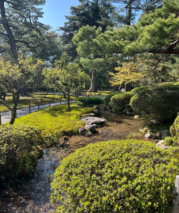 松と苔のある庭。