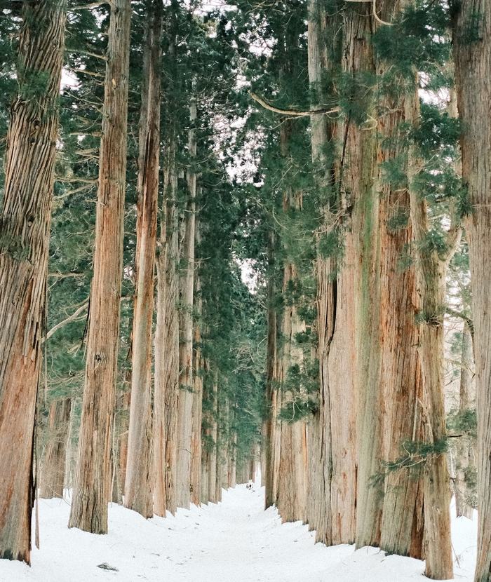 雪の積もった杉並木。