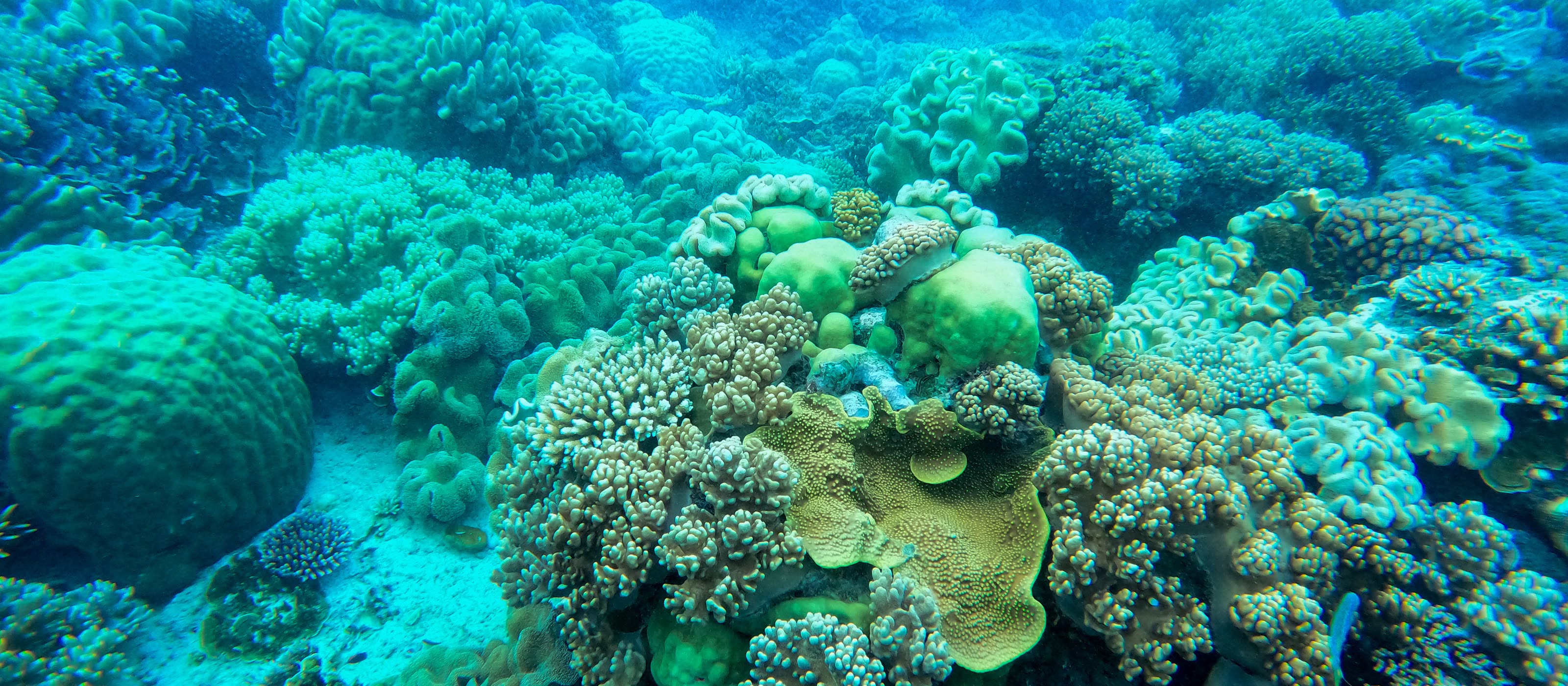 Coral heads on a shallow reef in blue-green water