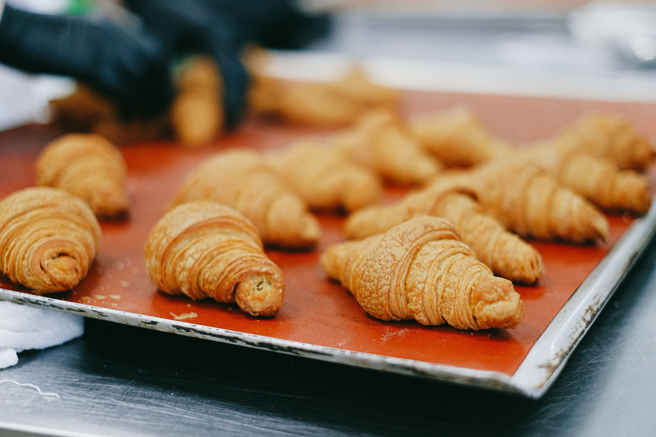 Croissants cooling on a sheet tray as a baker sets down the last one