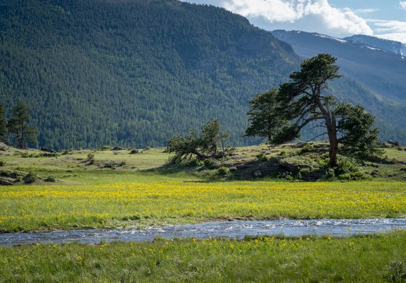 Creek running through a green meadow with a lone ponderosa pine