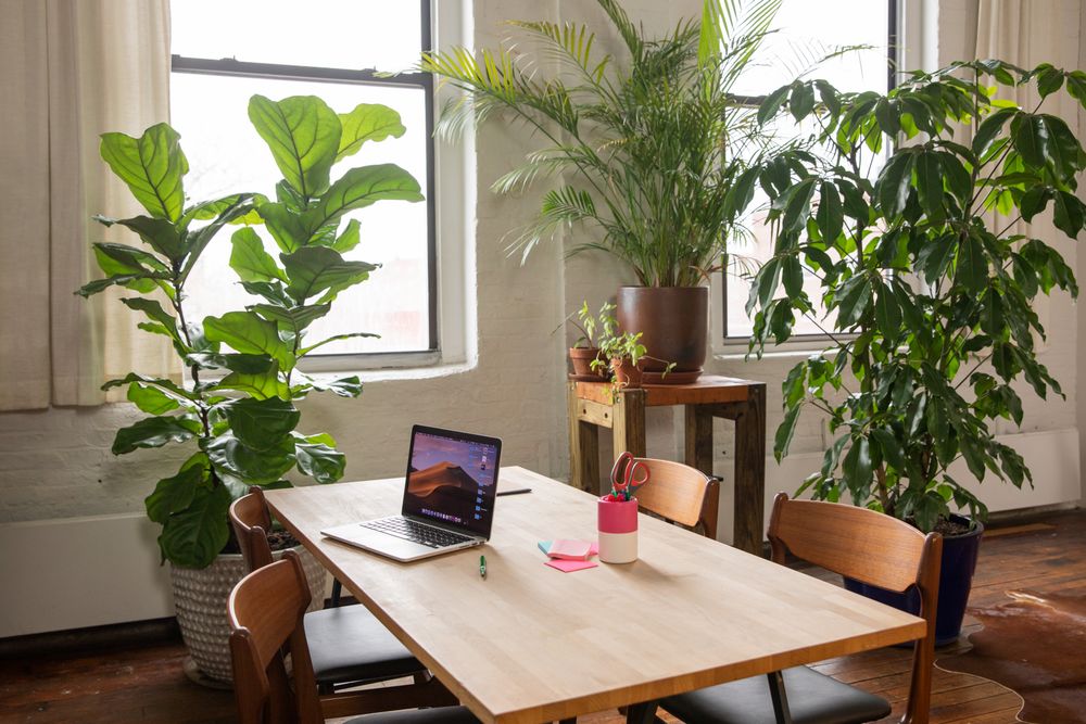 A sunny meeting table with a laptop and plants
