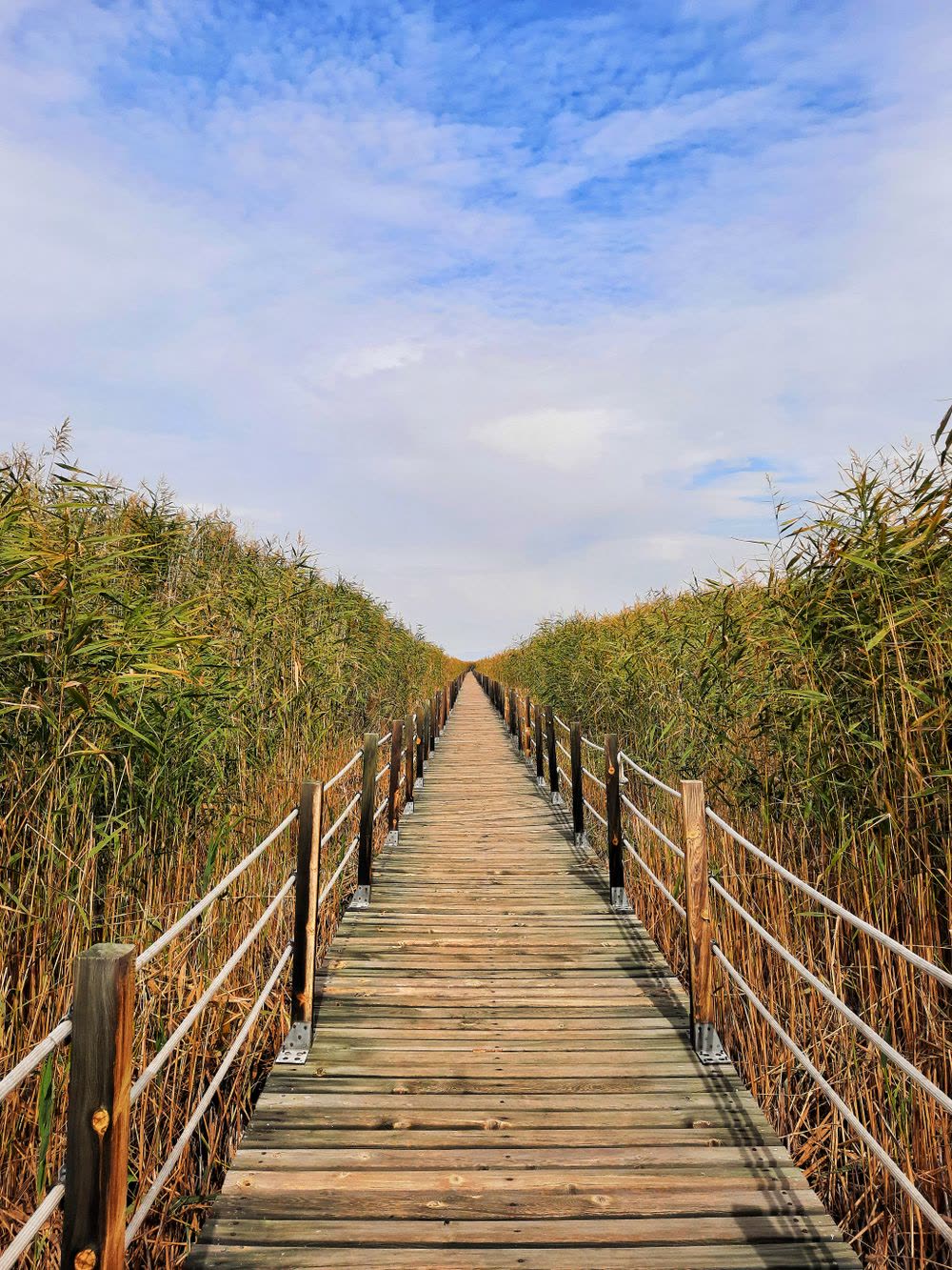 Boardwalk running between tall marsh reeds