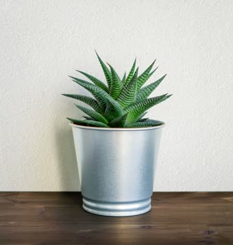 A small aloe in a tin pot
