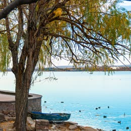 A willow over the lake shore in autumn